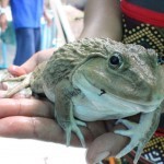 แม่พันธุ์กบ  พร้อมผสมพันธุ์