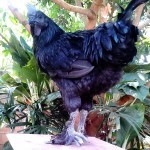 ไก่ดำไทยชิน