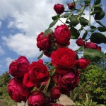 Red Eden(เร็ด อีเดน)