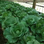 กระหล่ำปลีกำลังห่อหัว