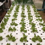 กรีนโอ๊ตอายุประมาณ 2 อาทิตย์