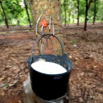 น้ำยางที่ได้จากระบบเจาะ