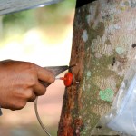 ระบบการเจาะยาง