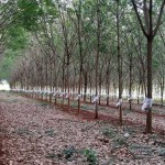 สวนยางระบบเจาะ