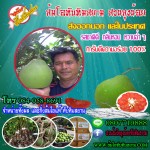 ส้มโอทับทิมสยาม