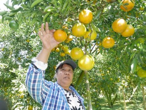 การปลูกส้ม วิธีปลูกส้ม สวนส้ม ไมโอนิน อนงค์ ชุมภูทัน