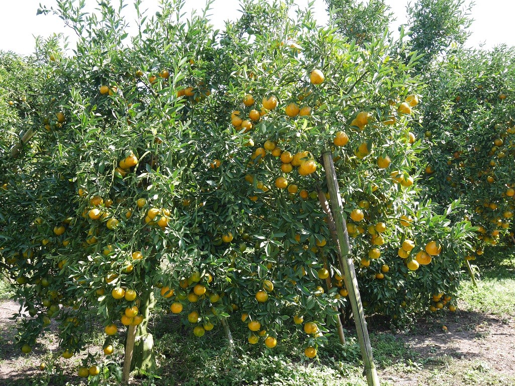 ต้นส้มสายน้ำผึ้งที่ดูแลและจัดการสวนด้วยตนเอง