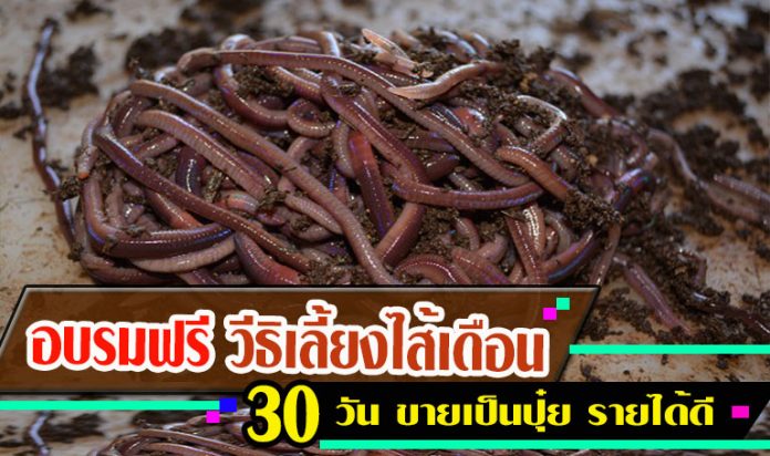 ไส้เดือน-2 ไส้เดือน-2