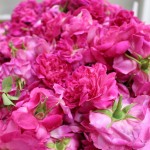 กุหลาบมอญ สีสันสวยงาม