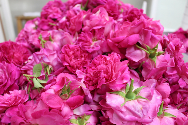 กุหลาบมอญ สีสันสวยงาม