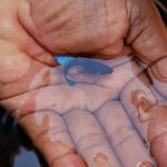 การ เพาะ ปลา กัด นักสู้