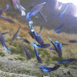 ปลากัดนักสู้ที่พร้อมต่อสู้