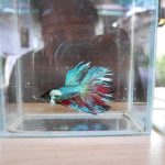 ปลากัดเก่ง