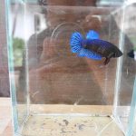 ลักษณะที่ดีของปลากัดนักสู้