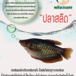 ปลาสลิด