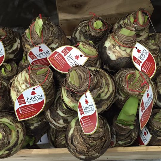 หัวพันธุ์ ว่านสี่ทิศ (Amaryllis bulb)