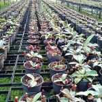Rayong Smile Plants ผู้ผลิตพืชกินแมลงรายใหญ่ระดับประเทศ