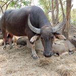 ควายไทย ควาย กระบือ ฟาร์มควาย