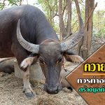 ควายไทย2