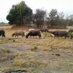 ฝูงควายไทย ฟาร์มควายไทย