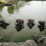 ลักษณะนิสัย ควายไทย