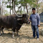 อภิรัตน์ ชินพีระเสถียร เฮง ฟาร์ม ควายไทย