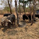 เฮง ฟาร์ม ควายไทย