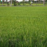 การทำนา หว่าของคุณสำรวมบนพื้นที่ 35 ไร่