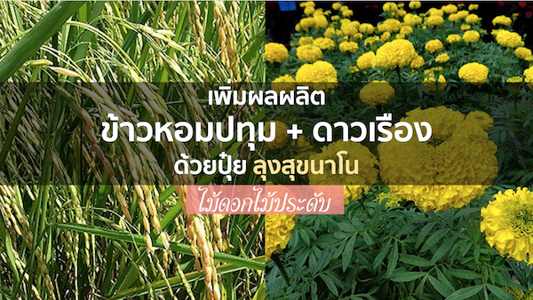 ปุ๋ยอินทรีย์ ☘ ลุงสุข นาโน ☘ เพิ่มกำไร ข้าวปทุม + ไม้ดอกไม้ประดับ