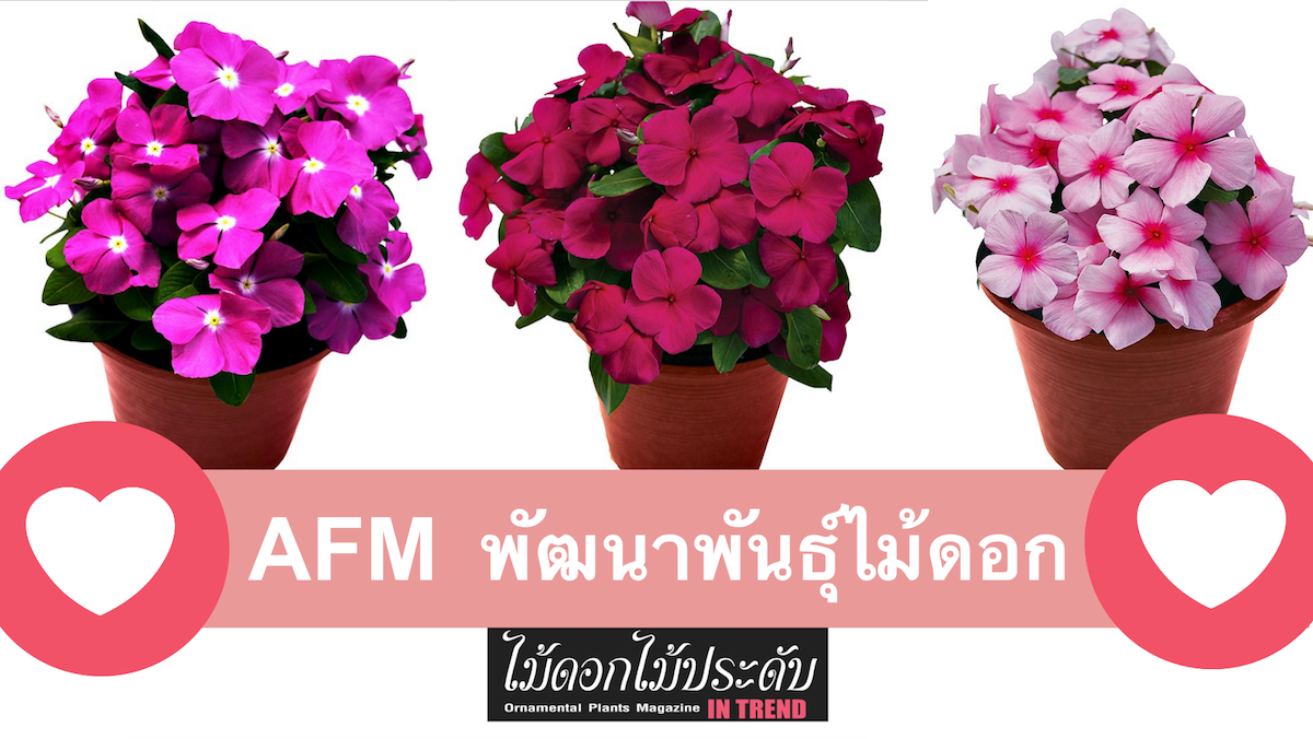 AFM ผู้นำแห่งการพัฒนาพันธุ์ไม้ดอก ต้านโรค ดอกดก ปลูกได้ทั้งปี