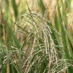 ข้าวอินทรีย์