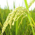 ข้าวอินทรีย์ น้ําเชื่อม