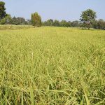 ทุ่งข้าวอินทรีย์ ผลิต น้ําเชื่อม