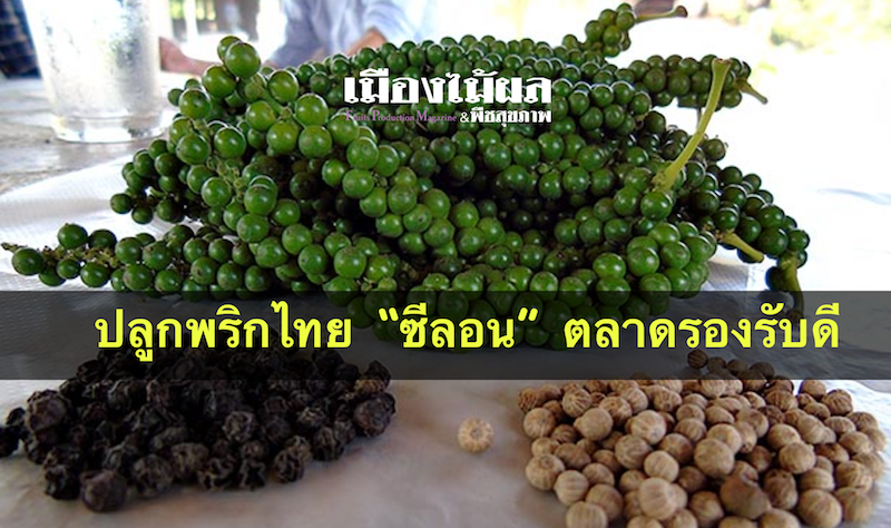 ปลูกพริกไทย ซีลอน ตลาดรองรับดี