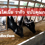 การเลี้ยงโคขุน วากิว เน้นคุณภาพ เมืองย่าโม (ฉบับทำได้จริง) – พลังเกษตร.com