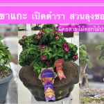 ชวนชมเขาแกะ เปิดตำราสวนลุงชอบ การเพาะเมล็ด-การเลี้ยง