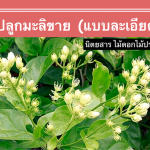 ปลูกมะลิ ขายรายได้ดี เก็บขายได้ตลอดปี (แบบละเอียด)