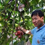 ผลผลิตของ คุณ สมชาย ปราชญ์เกษตรจ.ราชบุรี