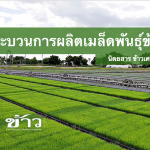 พันธุ์ข้าว เฮียใช้ กระบวนการผลิตเมล็ดพันธุ์ มาตราฐานสูง