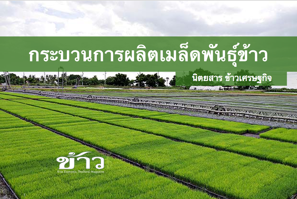 พันธุ์ข้าว เฮียใช้ กระบวนการผลิตเมล็ดพันธุ์ มาตราฐานสูง