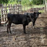 ลูกวัววากิว