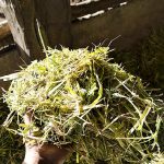 อาหารวัว วากิว