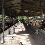 เลี้ยงวัววากิว ฉบับเนื้อคุณภาพ