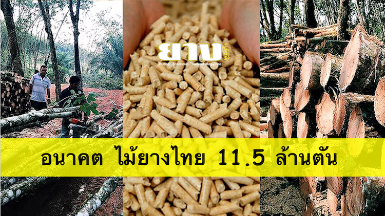 ไม้พาเลท อนาคต ไม้ยางไทย 11.5 ล้านตัน