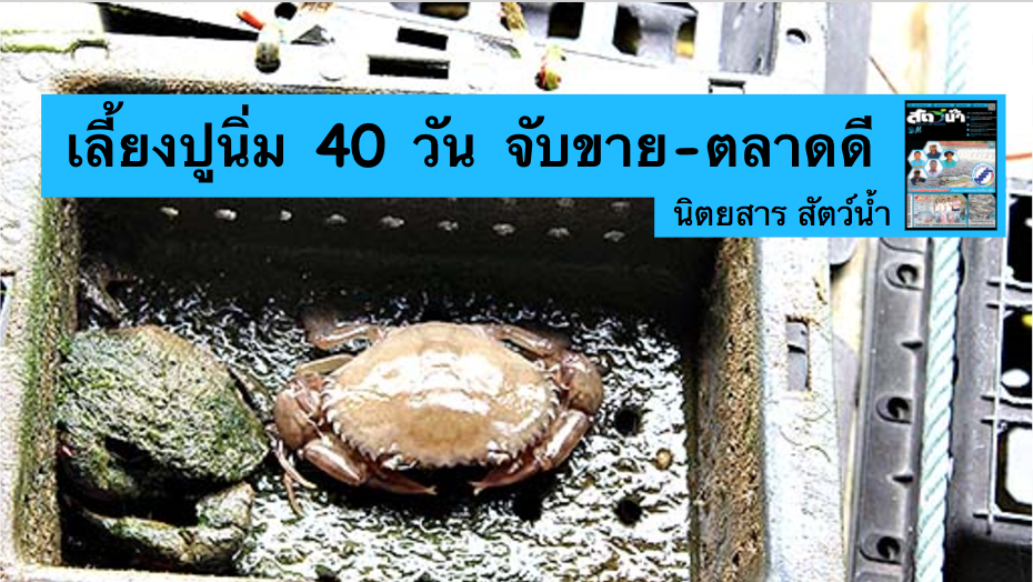 การเลี้ยงปูนิ่ม 40 วันได้ผลผลิต ตลาดรองรับดี เลี้ยงปูนิ่ม