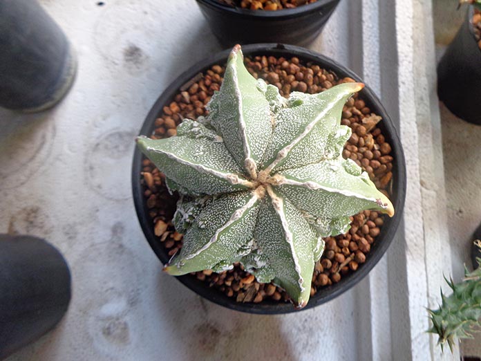แอสโตรไฟตัม-Astrophytum-ไม้กระบองเพชรที่คล้ายกับรูปดาว - พลังเกษตร.Com