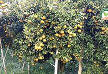 1.สวนส้มอองตอง-ผลผลิตส้มจำนวนมากจากต้มแม่พันธุ์คุณภาพ