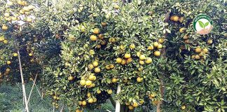 1.สวนส้มอองตอง-ผลผลิตส้มจำนวนมากจากต้มแม่พันธุ์คุณภาพ