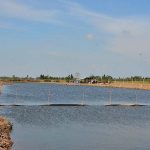 2.การปรับพื้นที่นามาเป็นนากุ้ง