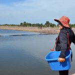 4.อัตราการปล่อยกุ้งแวนนาไม,กุ้ามกราม